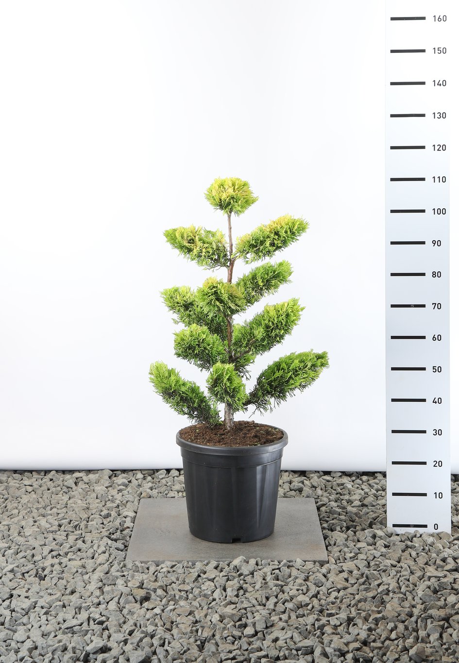 Cupressocyparis l. 'Gold Rider' - 60-80 CM PonPon EXTRA in Cont.